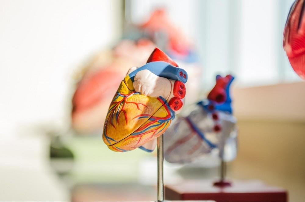 The Impact of Lifestyle on Cardiovascular Health