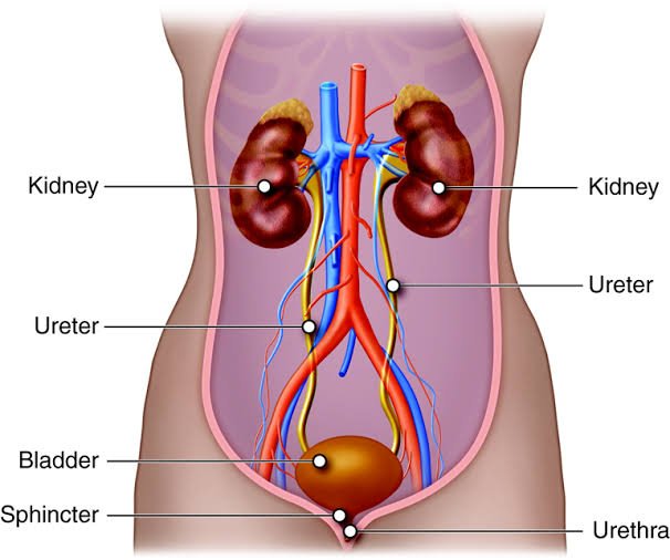 Signs You Should Consult an Enlarged Prostate Specialist